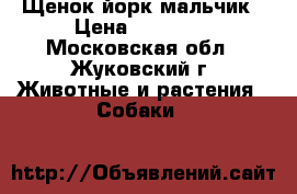 Щенок йорк мальчик › Цена ­ 10 000 - Московская обл., Жуковский г. Животные и растения » Собаки   